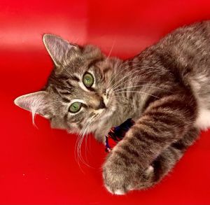 Valentina Domestic Short Hair Cat