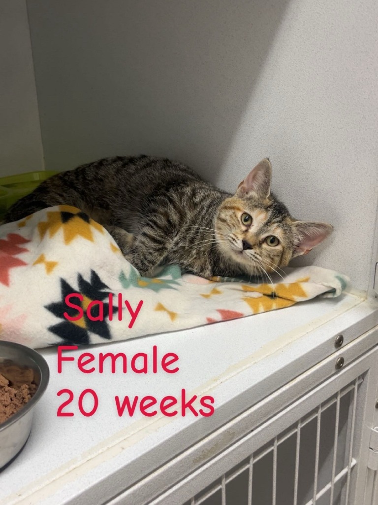 Sally