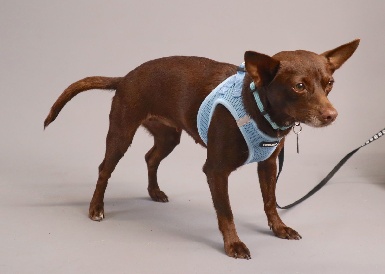 Ivy Marie, an adoptable Chihuahua, Terrier in Duluth, MN, 55802 | Photo Image 1