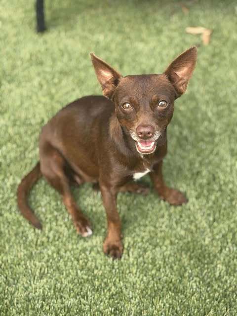 Ivy Marie, an adoptable Chihuahua, Terrier in Duluth, MN, 55802 | Photo Image 2
