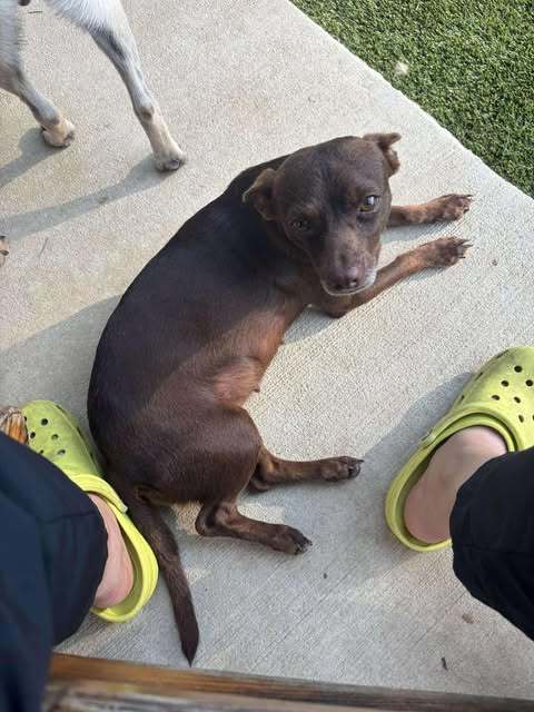 Ivy Marie, an adoptable Chihuahua, Terrier in Duluth, MN, 55802 | Photo Image 3