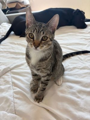 Waffle, Baby Male unknown