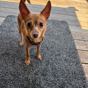 Ernie Chihuahua Dog