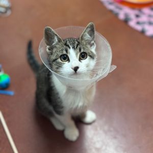 Sprinkle Domestic Medium Hair Cat