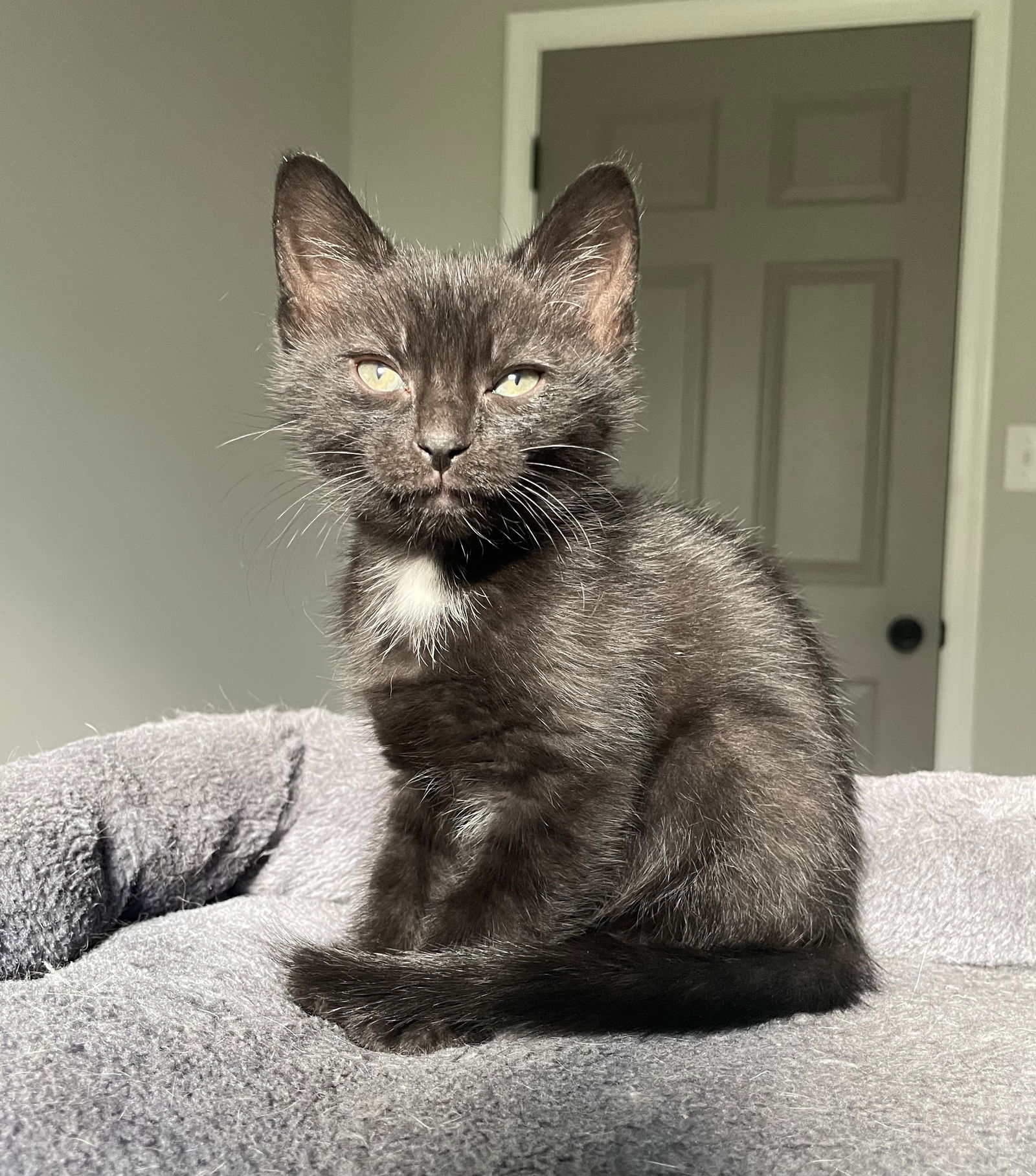 Chuckie (foster kitten)