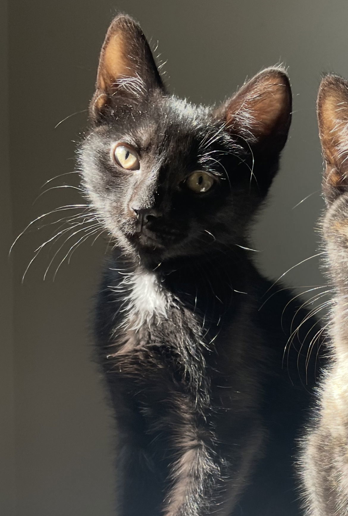 Chuckie (foster kitten)