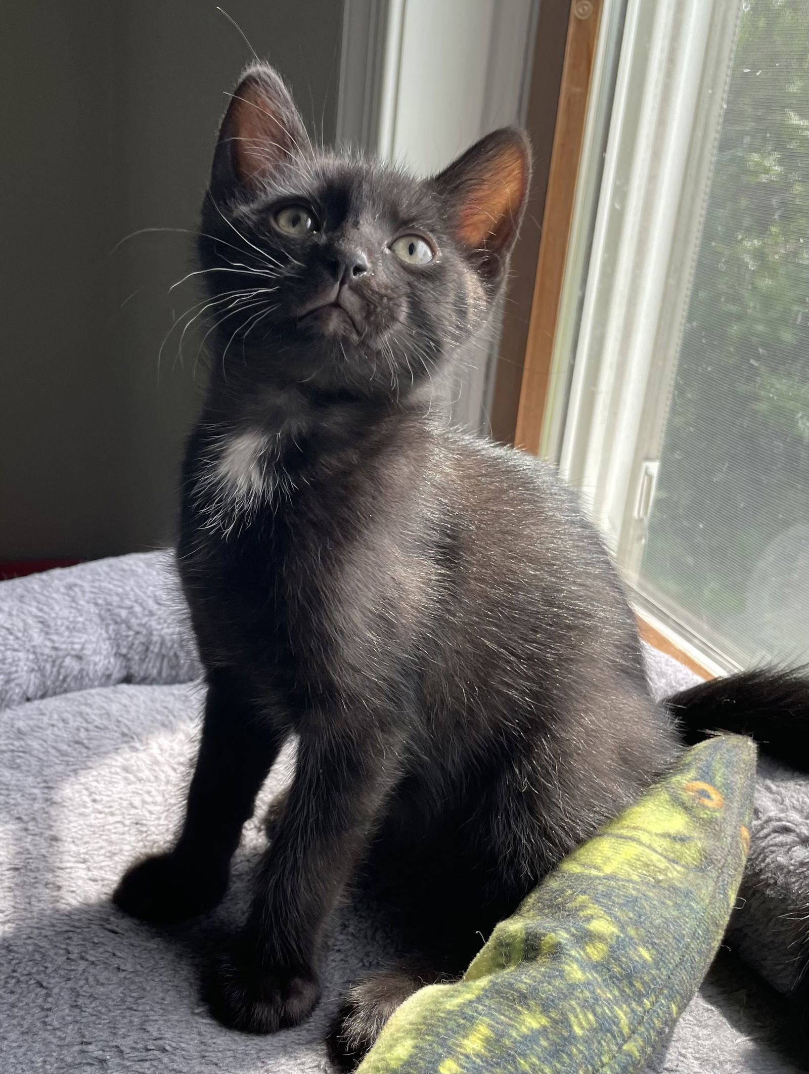 Chuckie (foster kitten)