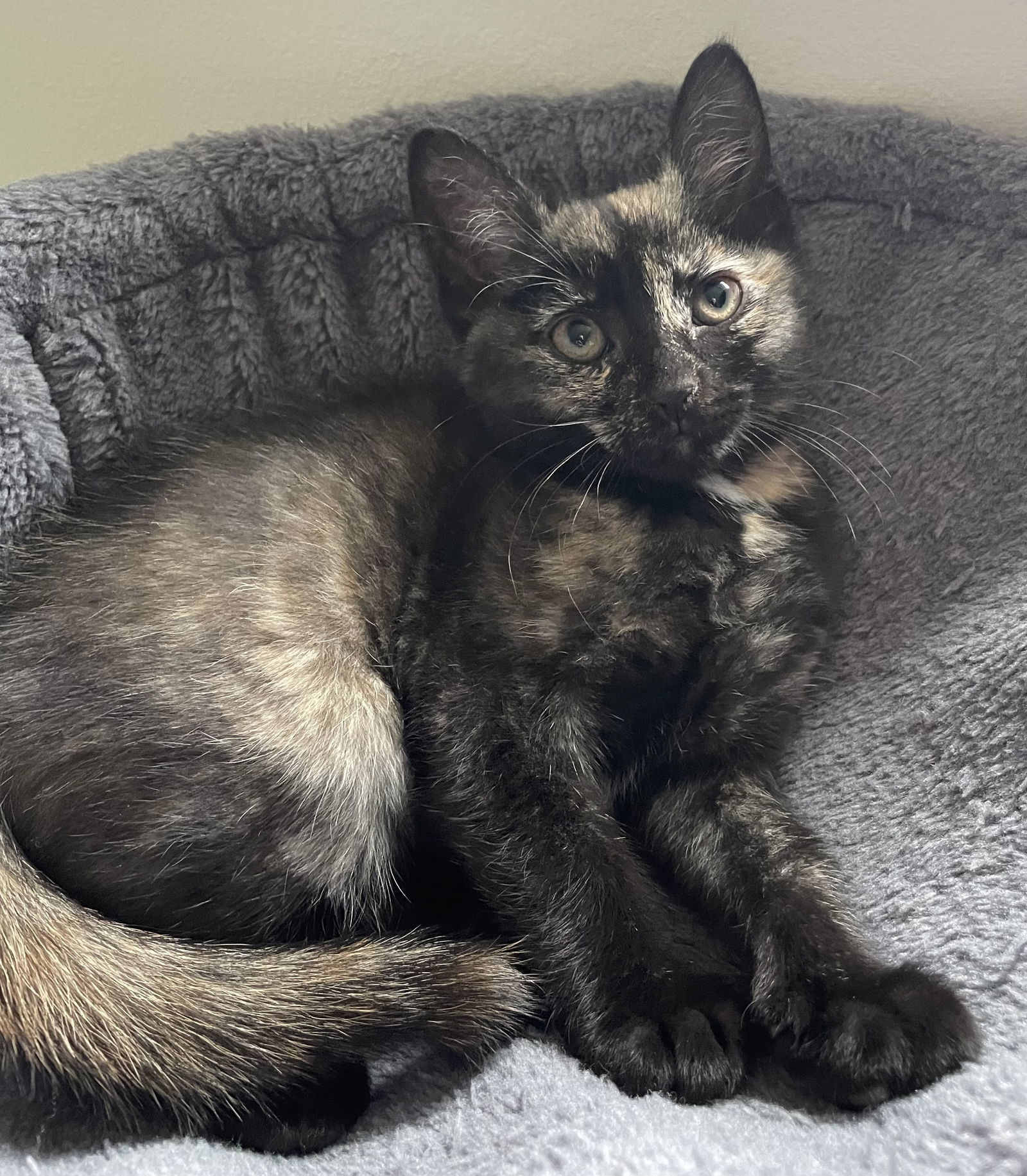 Susie (foster kitten)