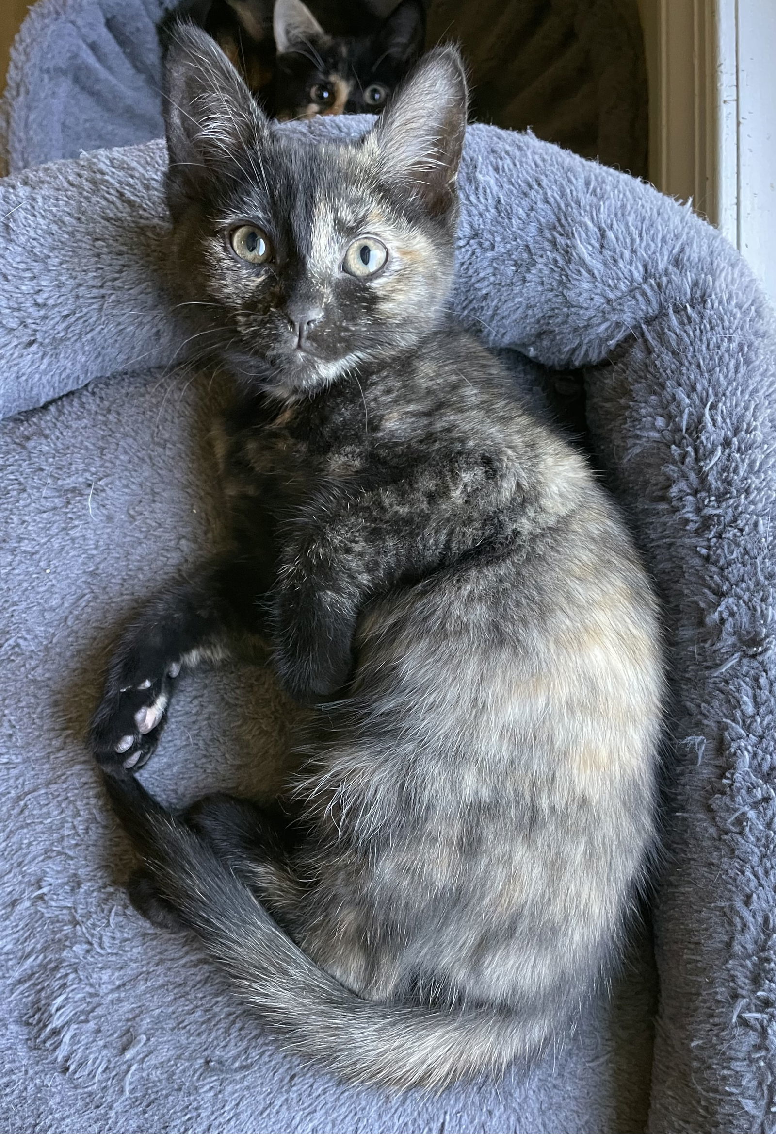 Susie (foster kitten)