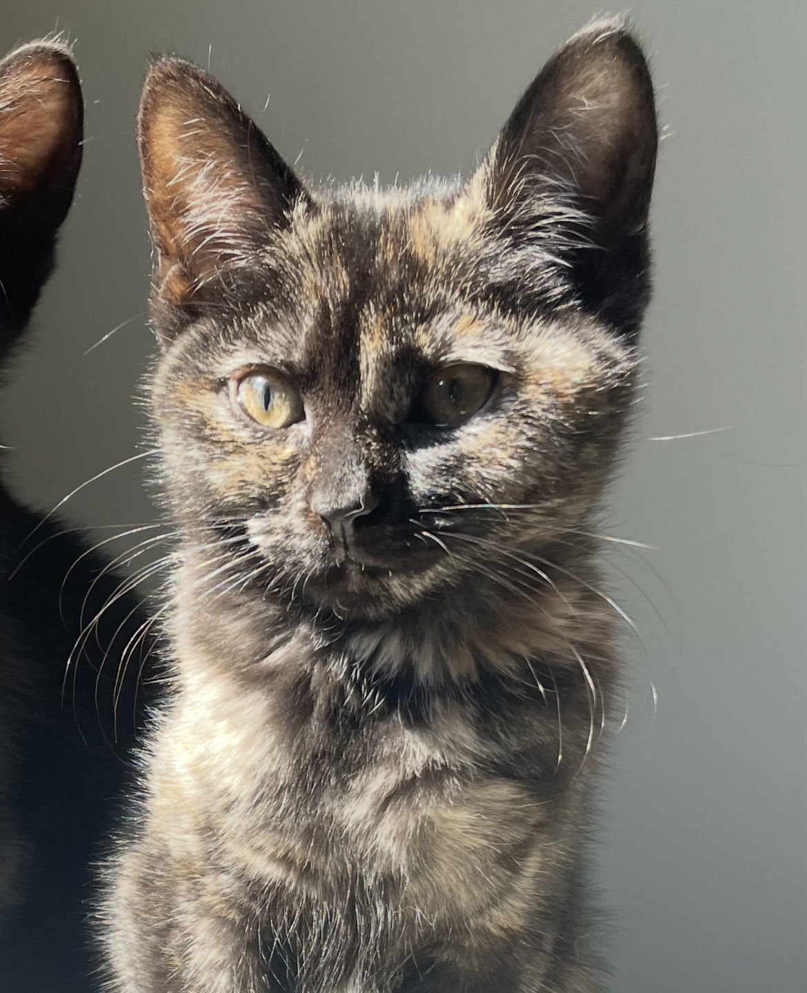Susie (foster kitten)