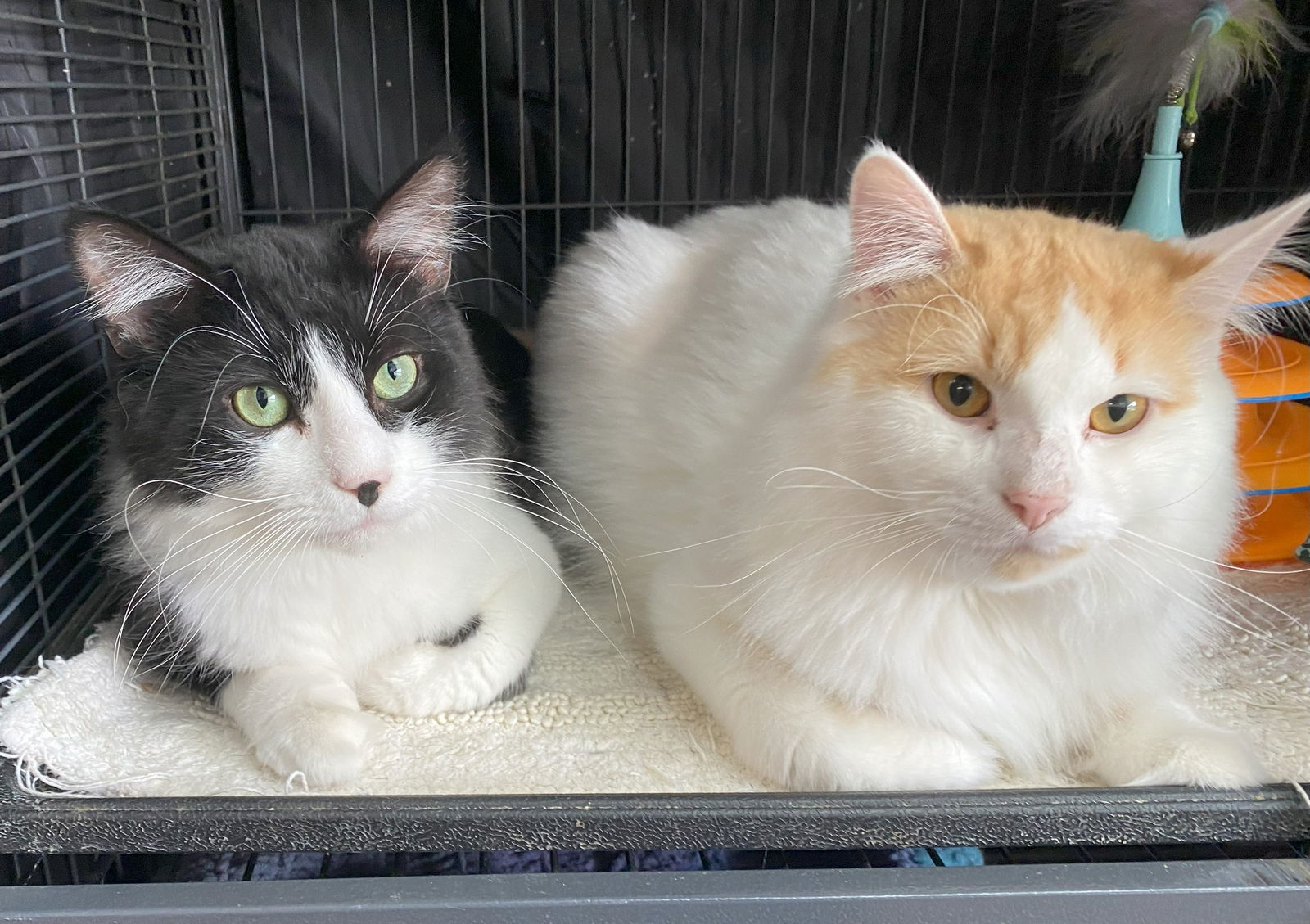 Milo & Otis (BONDED)