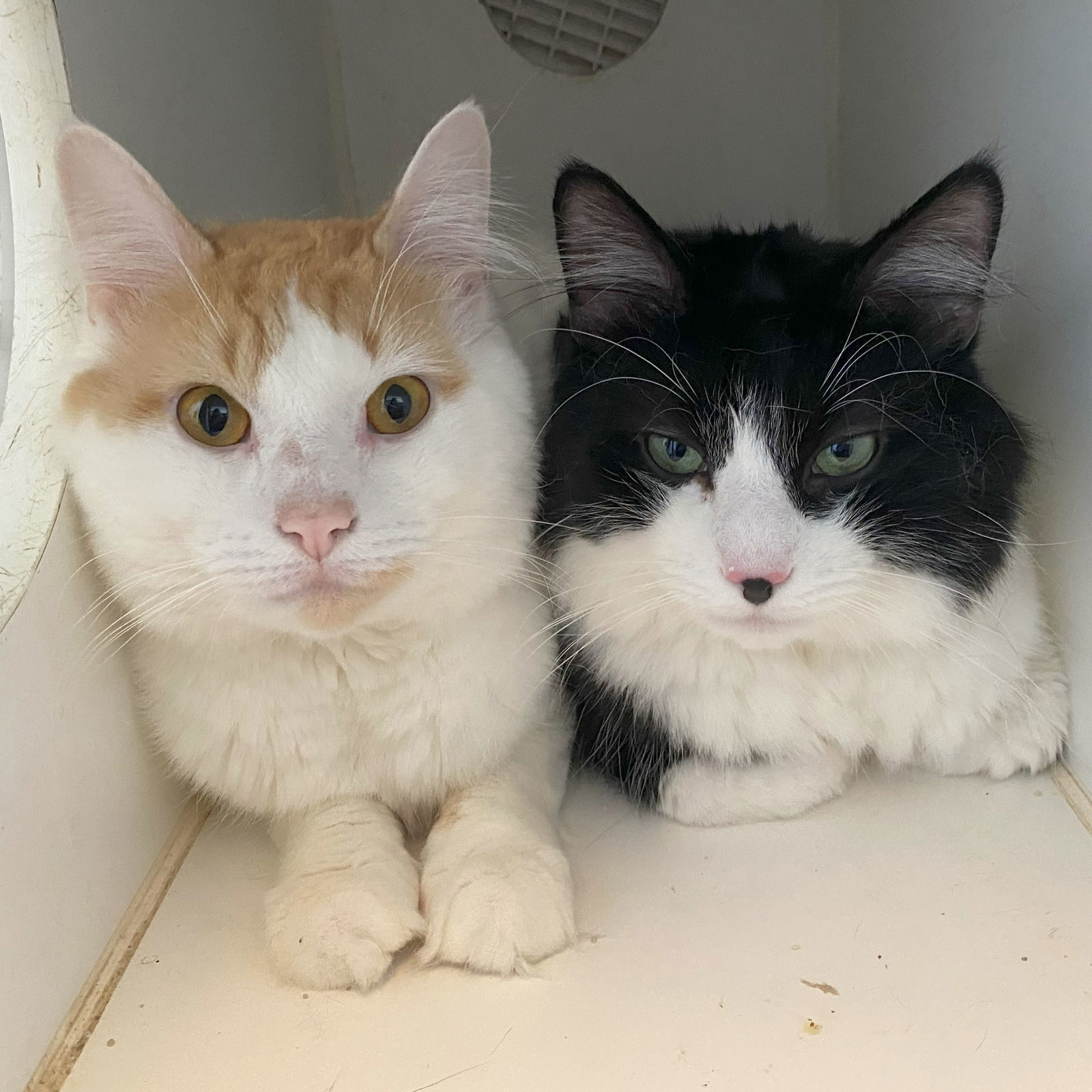 Milo & Otis (BONDED)