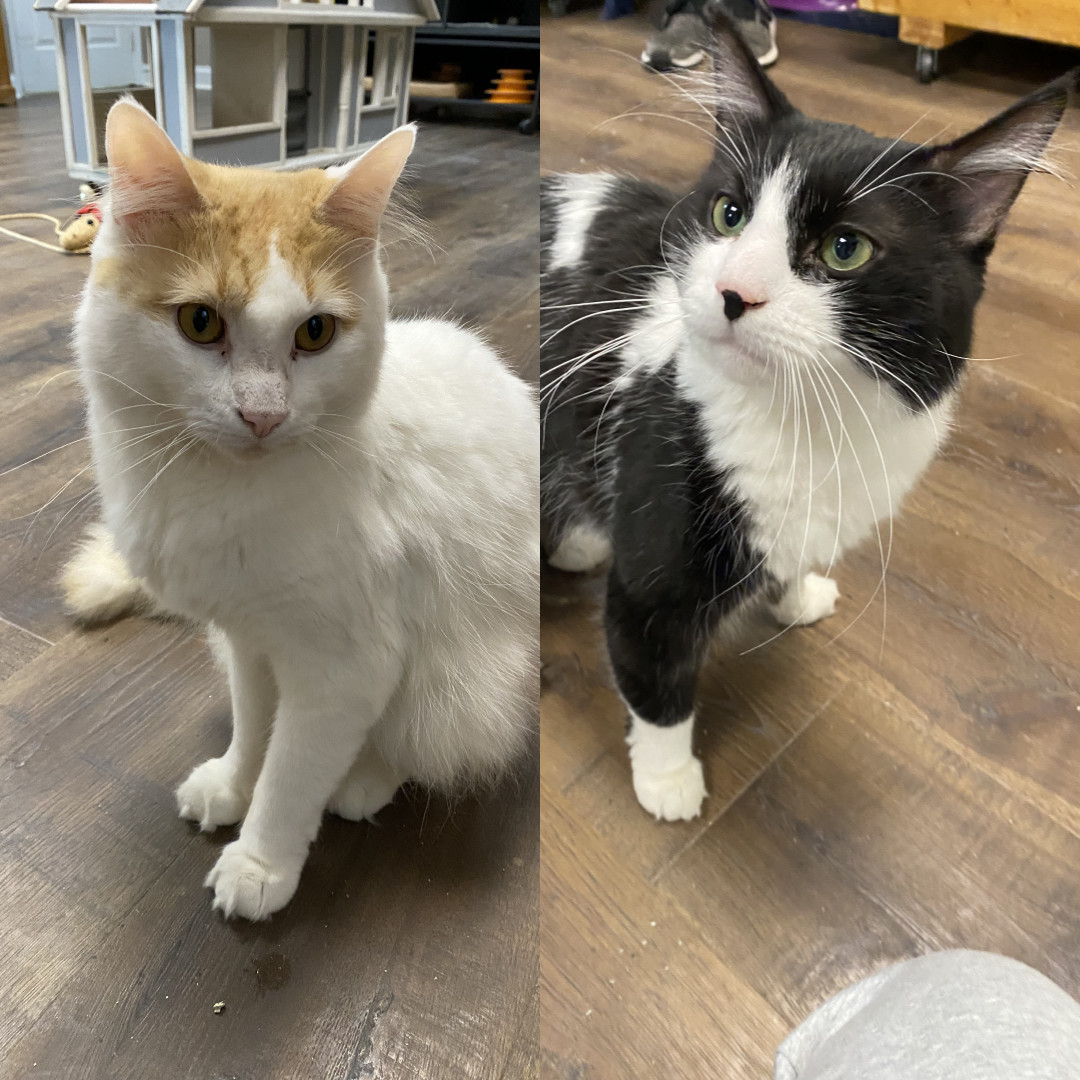 Milo & Otis (BONDED)