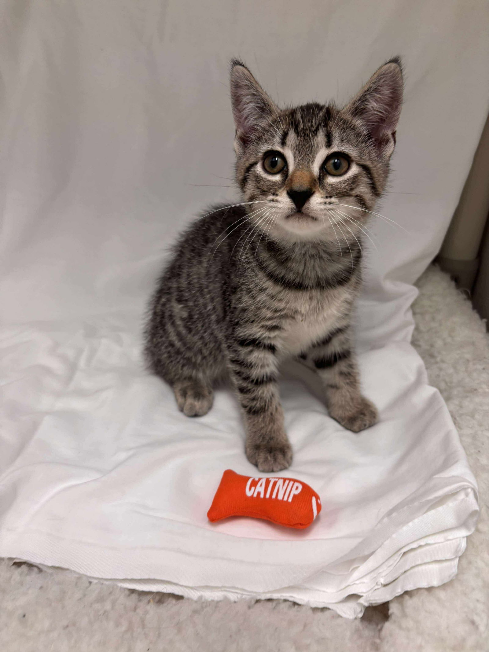 Peanuts - Not at shelter (Catherine)