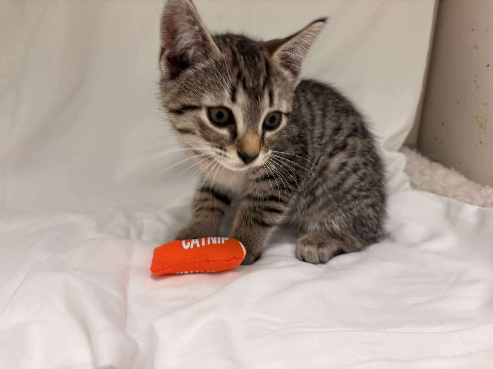 Peanuts - Not at shelter (Catherine)