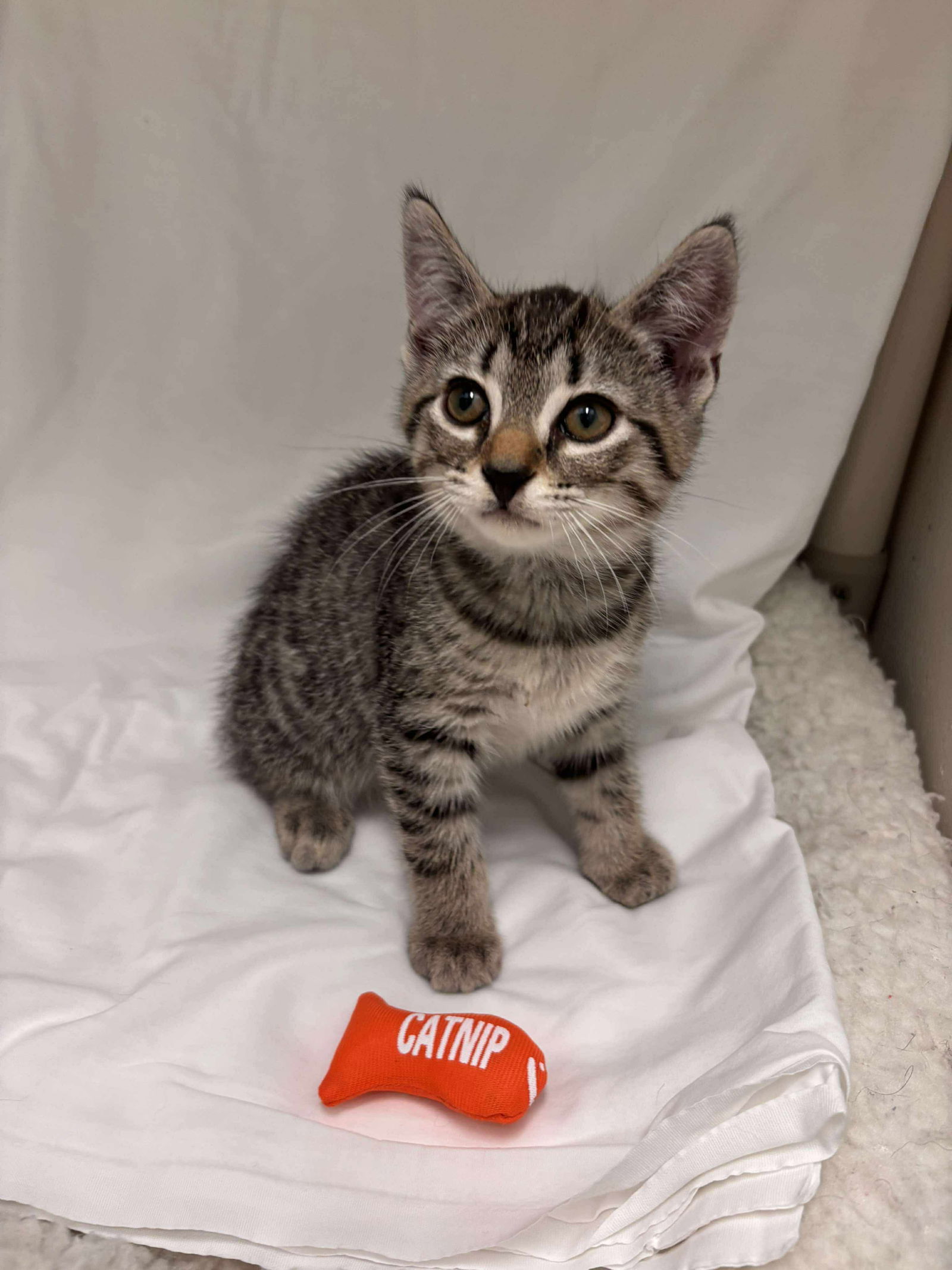 Peanuts - Not at shelter (Catherine)