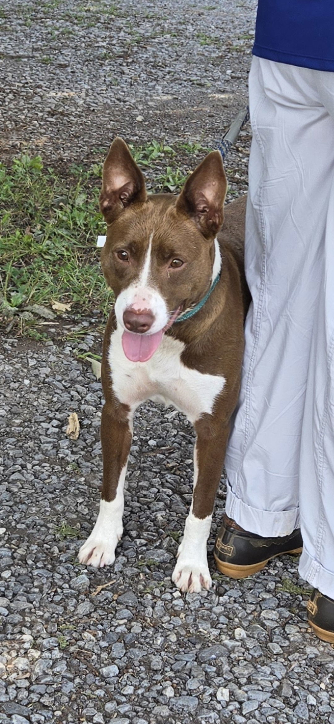 Trudy - At shelter available 7/21