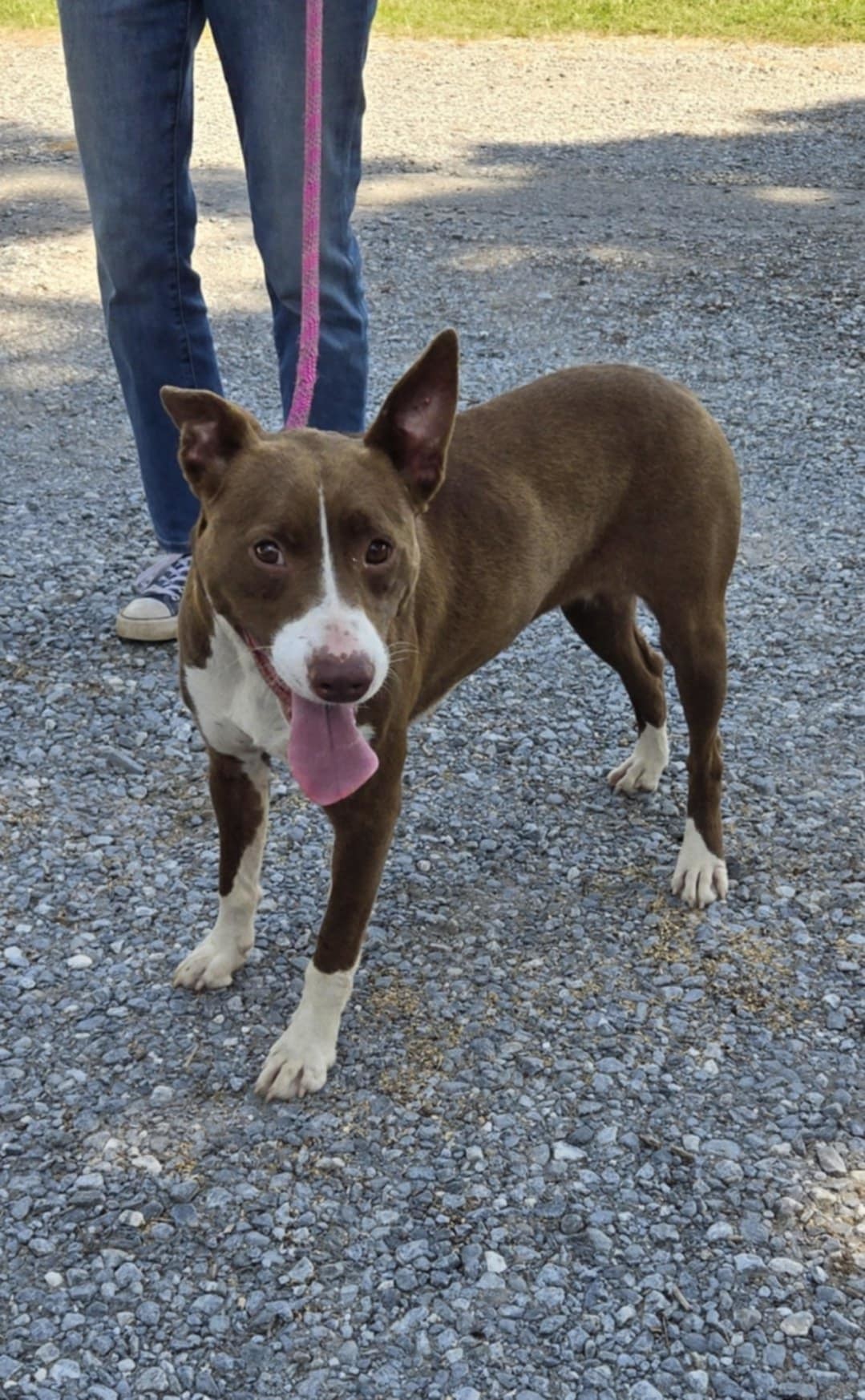 Trudy - At shelter available 7/21