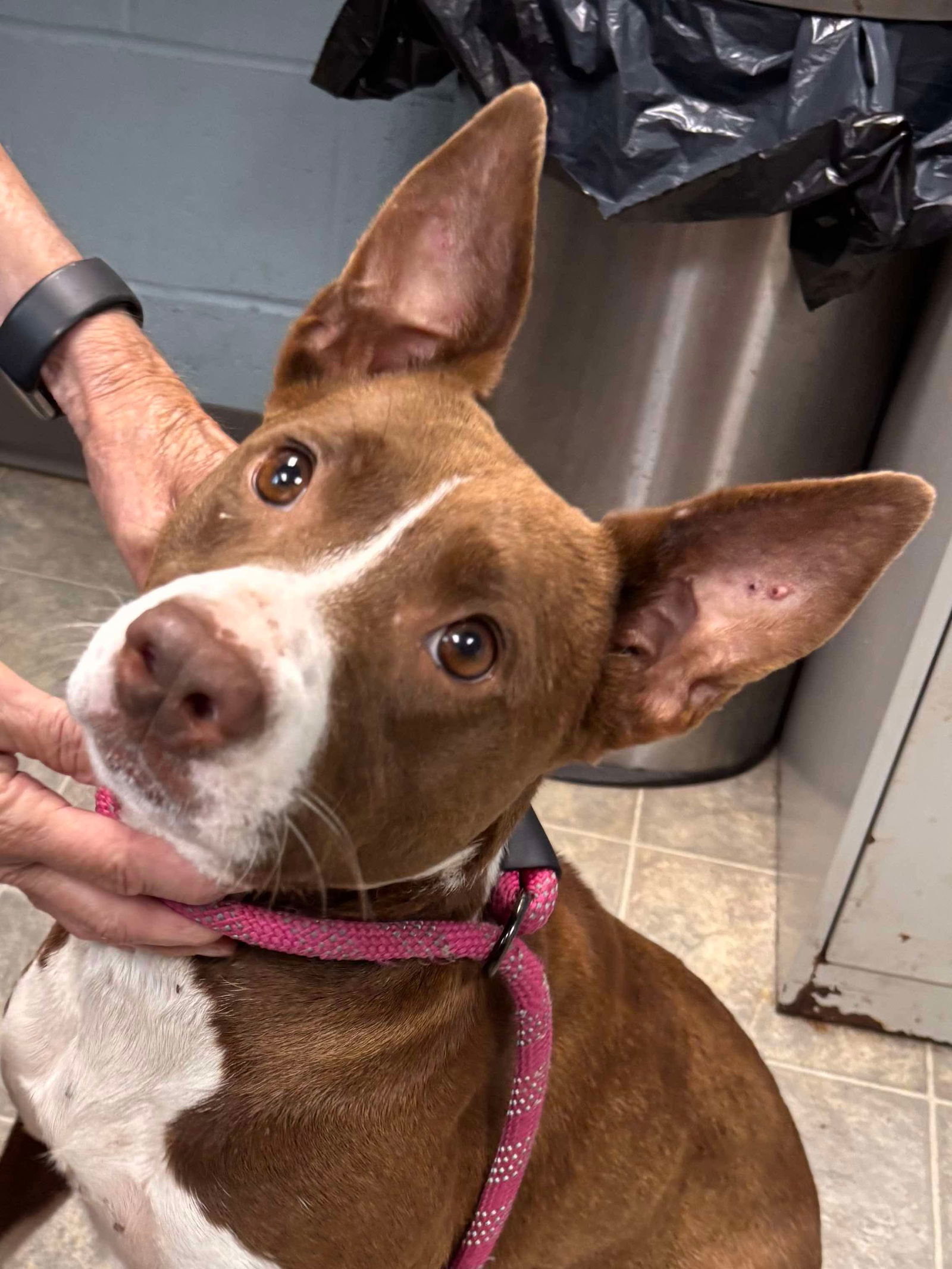 Trudy - At shelter available 7/21