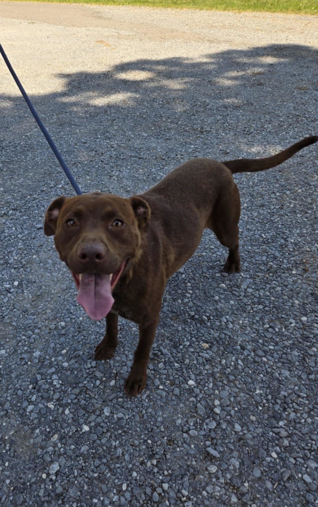 Chev - At shelter available 7/21