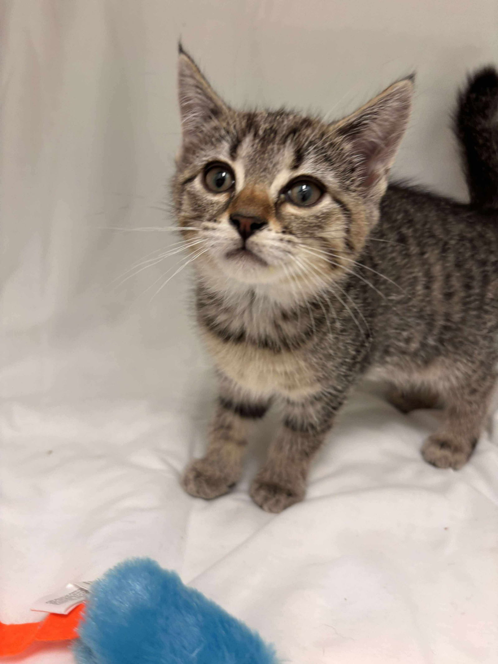 Minnie - Not at shelter (Catherine)