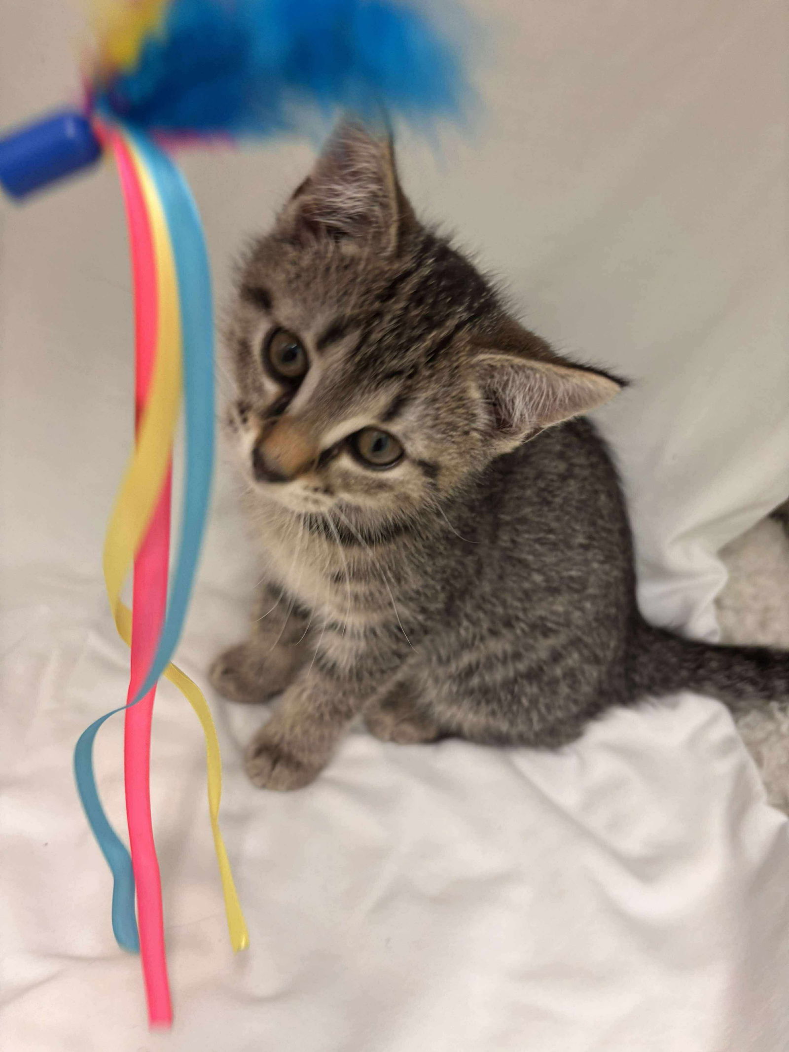 Streamers - Not at shelter (Catherine)