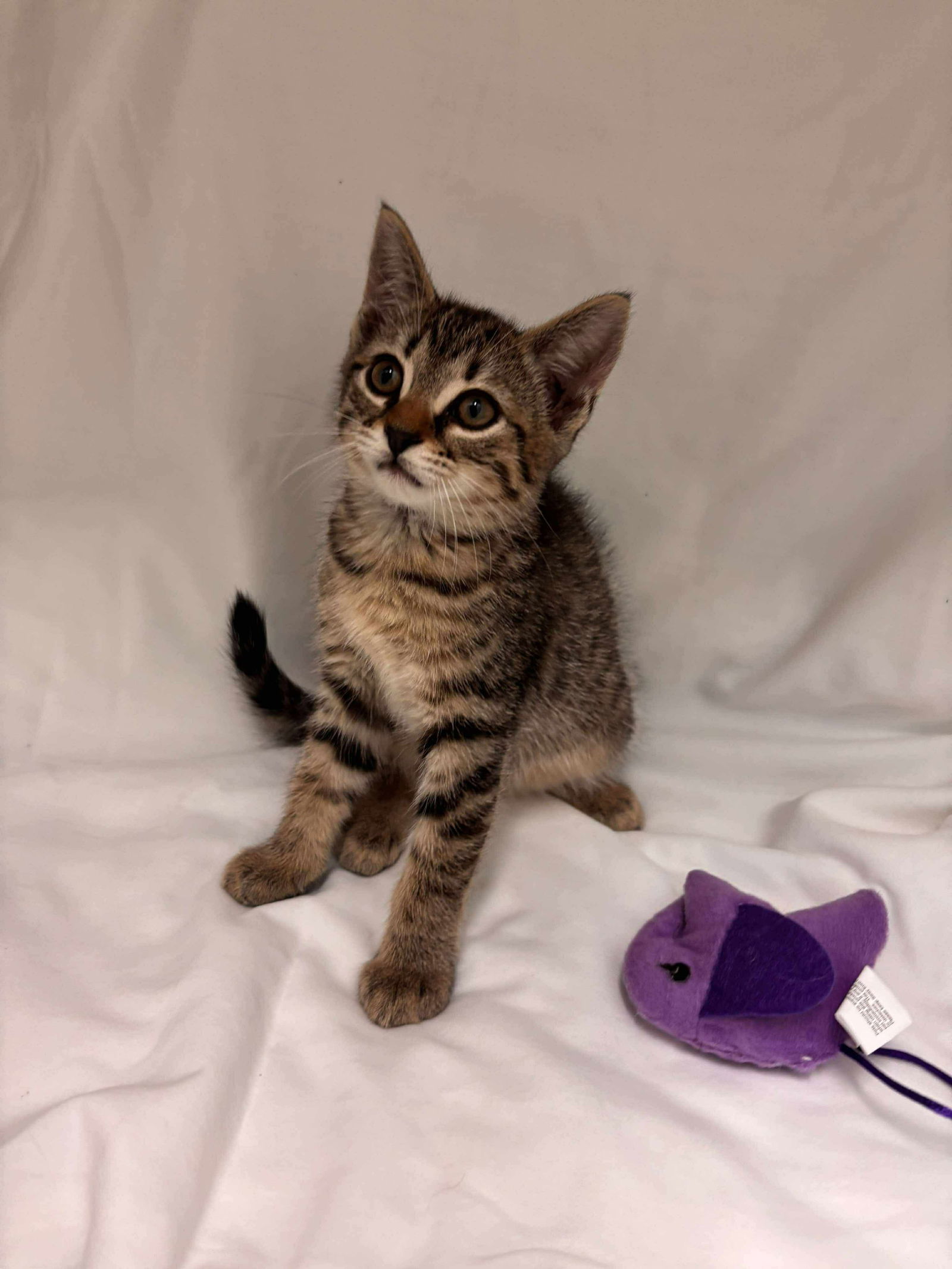 Ellie: Not at shelter (Catherine)