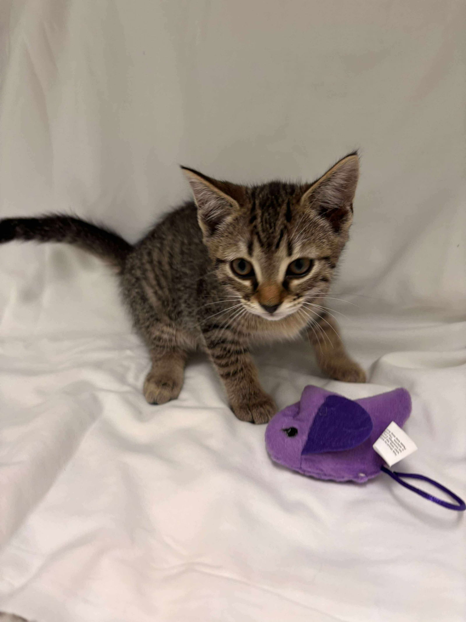 Ellie: Not at shelter (Catherine)