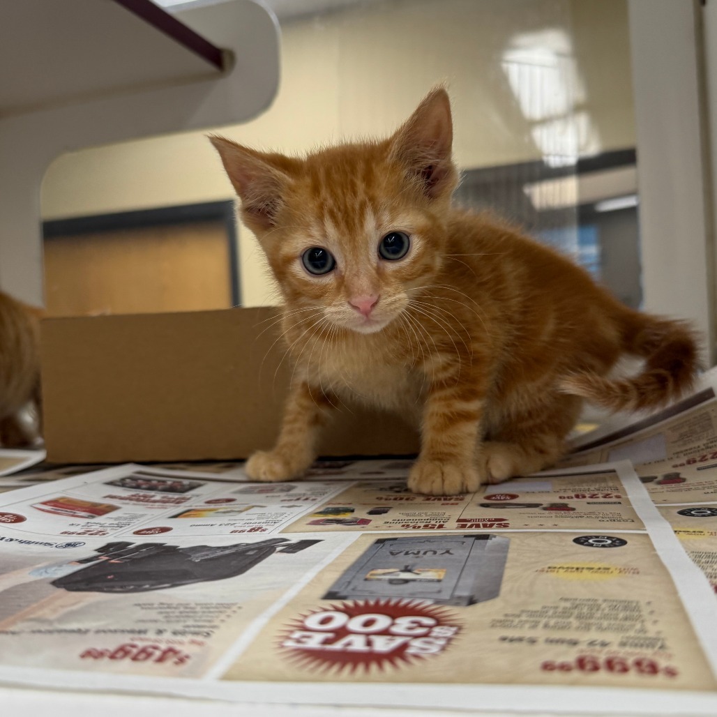 Vince, an adoptable Domestic Short Hair in Cheyenne, WY, 82007 | Photo Image 1