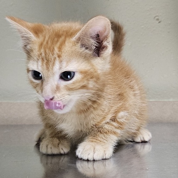 Vince, an adoptable Domestic Short Hair in Cheyenne, WY, 82007 | Photo Image 2