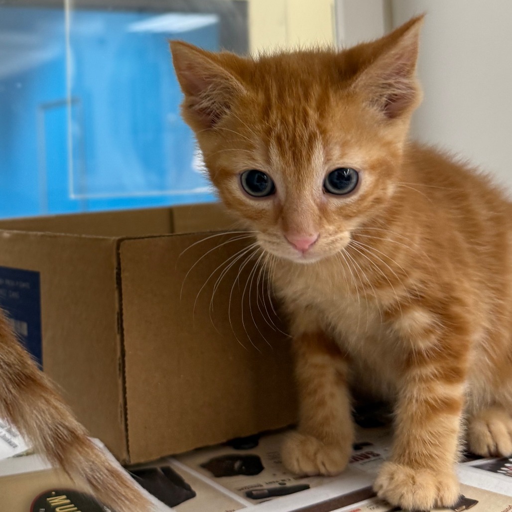 Vince, an adoptable Domestic Short Hair in Cheyenne, WY, 82007 | Photo Image 3