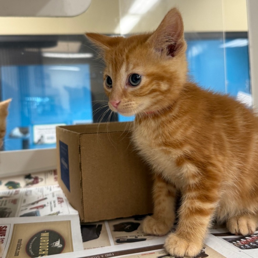 Vince, an adoptable Domestic Short Hair in Cheyenne, WY, 82007 | Photo Image 4