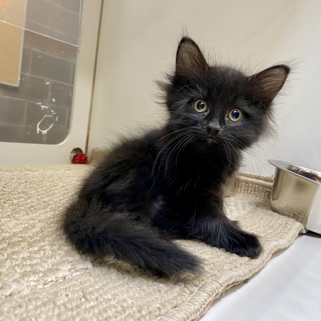 Bert, an adoptable Domestic Short Hair in Cheyenne, WY, 82007 | Photo Image 1