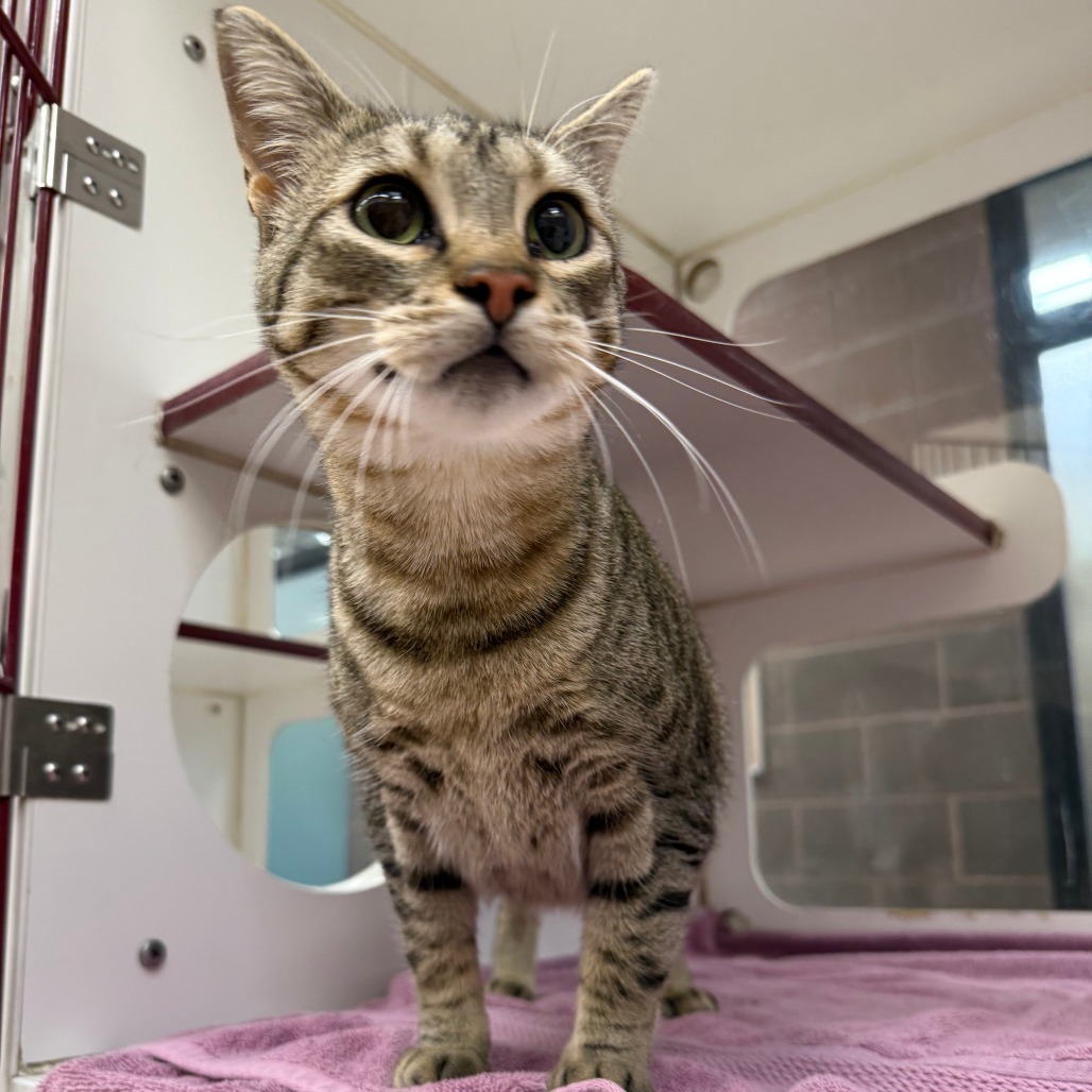 Snickers, an adoptable Domestic Short Hair in Cheyenne, WY, 82007 | Photo Image 1