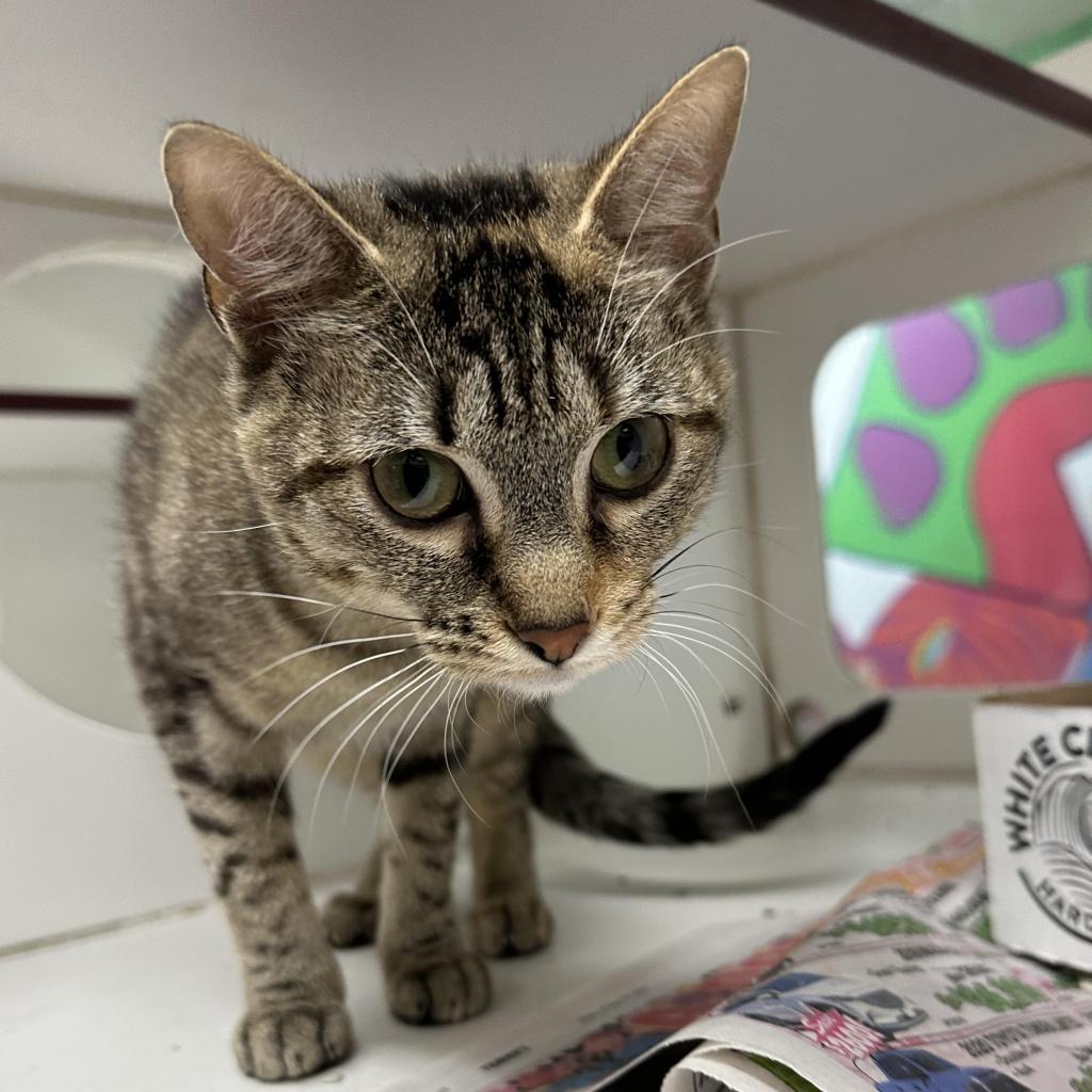 Snickers, an adoptable Domestic Short Hair in Cheyenne, WY, 82007 | Photo Image 2