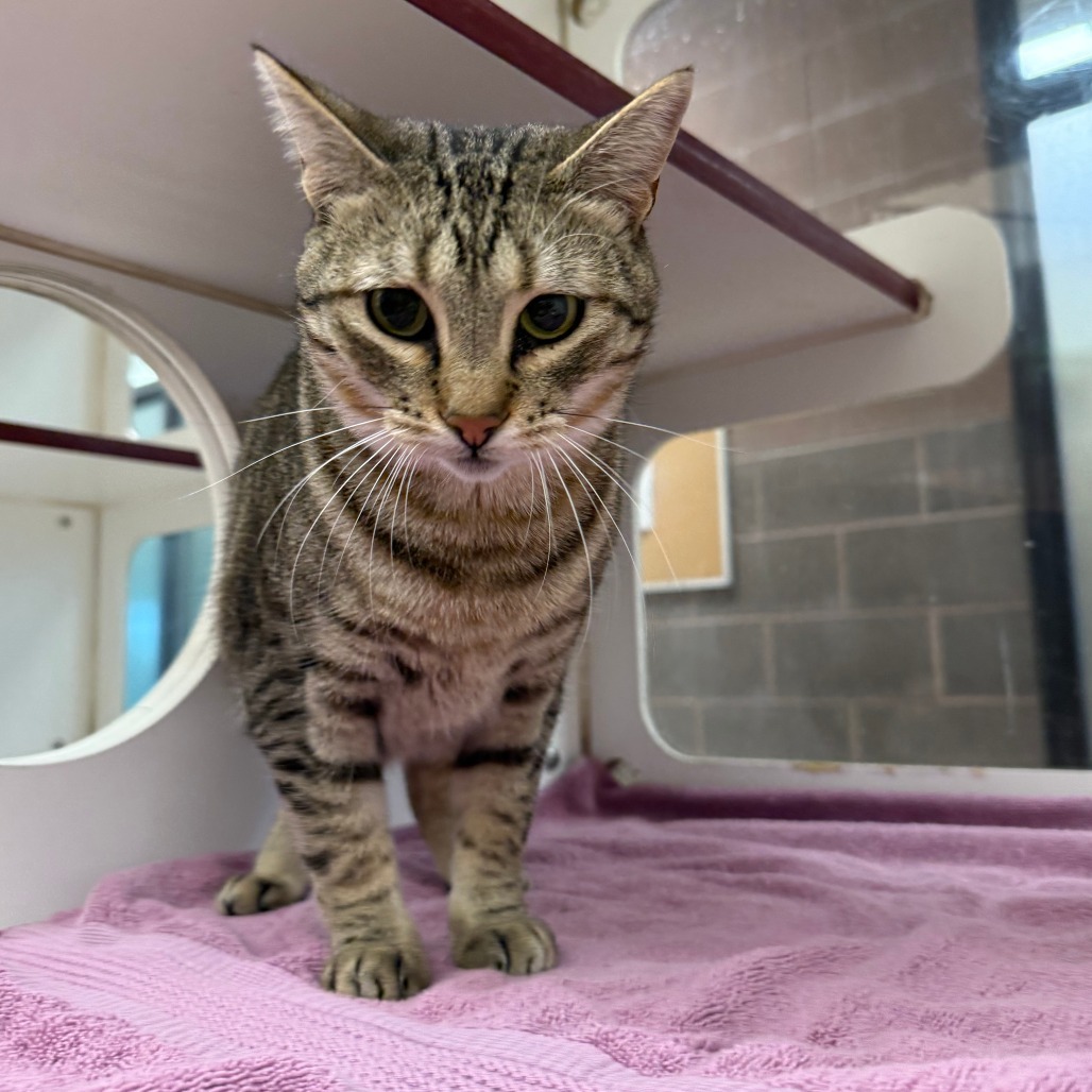 Snickers, an adoptable Domestic Short Hair in Cheyenne, WY, 82007 | Photo Image 3