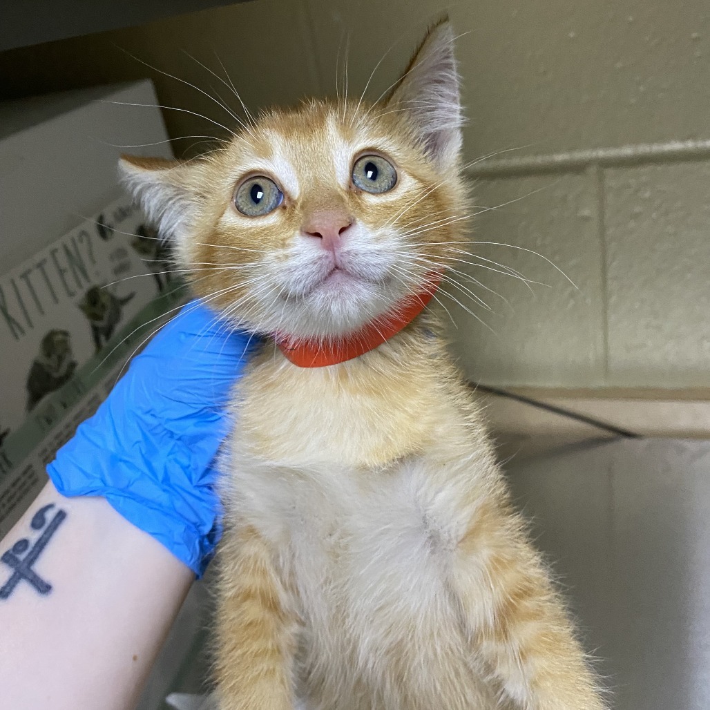 Clue, an adoptable Domestic Short Hair in Cheyenne, WY, 82007 | Photo Image 1