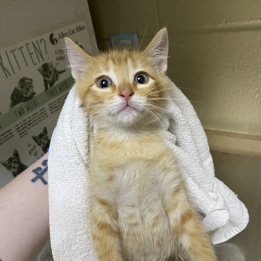 Scrabble, an adoptable Domestic Short Hair in Cheyenne, WY, 82007 | Photo Image 1