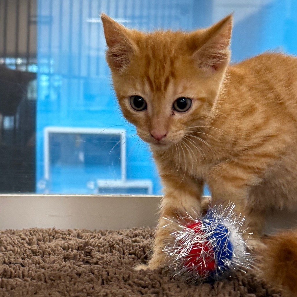 Brian O'Conner, an adoptable Domestic Short Hair in Cheyenne, WY, 82007 | Photo Image 1