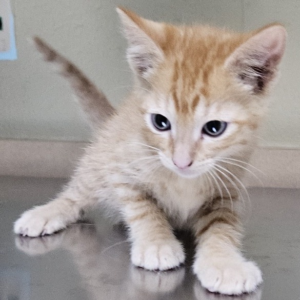 Brian O'Conner, an adoptable Domestic Short Hair in Cheyenne, WY, 82007 | Photo Image 2
