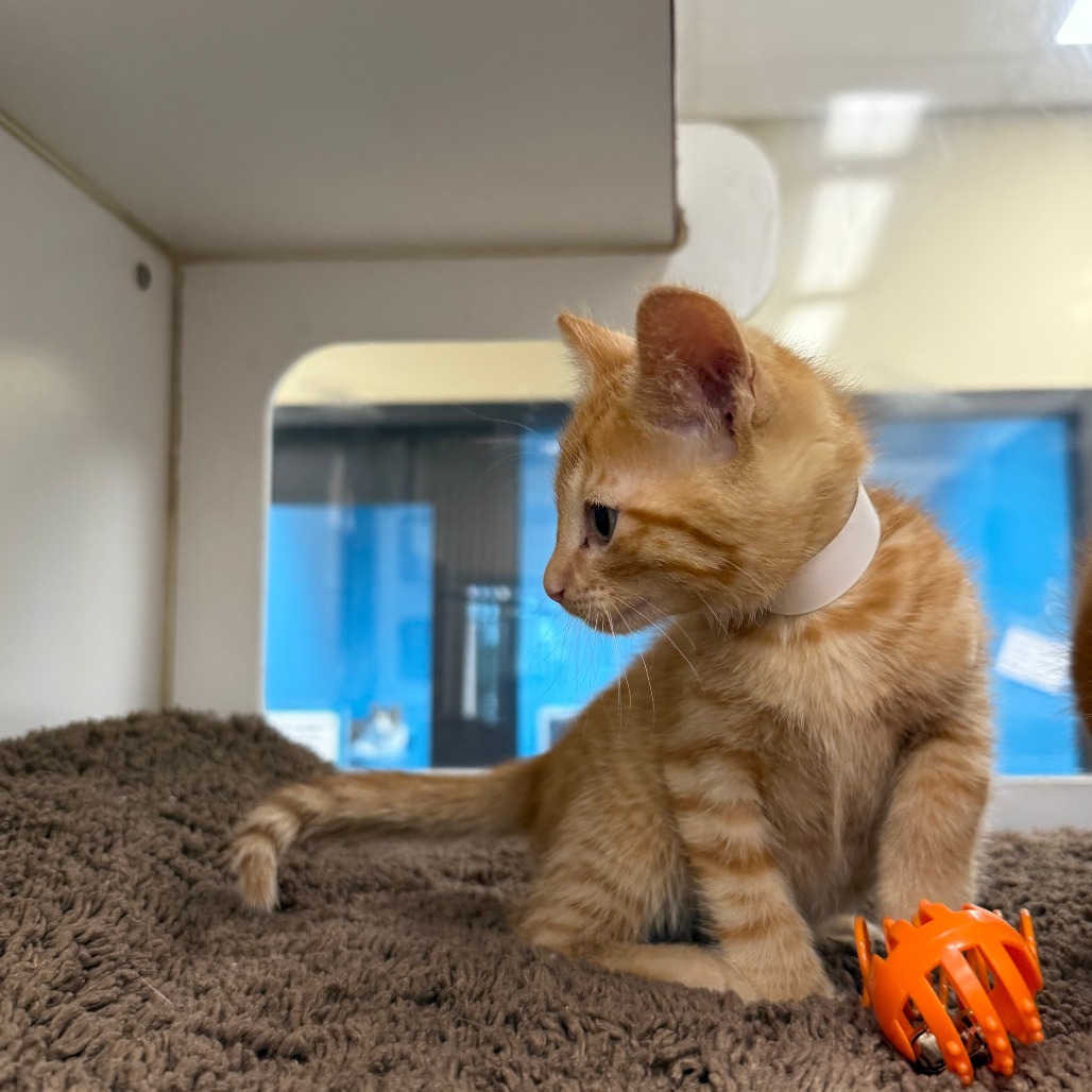 Brian O'Conner, an adoptable Domestic Short Hair in Cheyenne, WY, 82007 | Photo Image 3