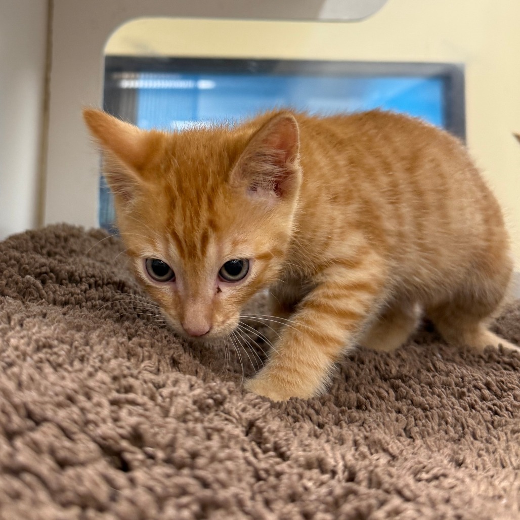 Brian O'Conner, an adoptable Domestic Short Hair in Cheyenne, WY, 82007 | Photo Image 4