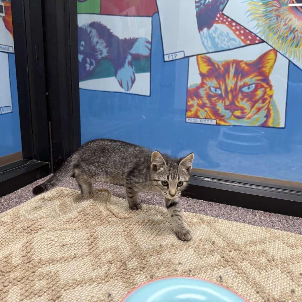 Ms. Puff, an adoptable Domestic Short Hair in Cheyenne, WY, 82007 | Photo Image 1