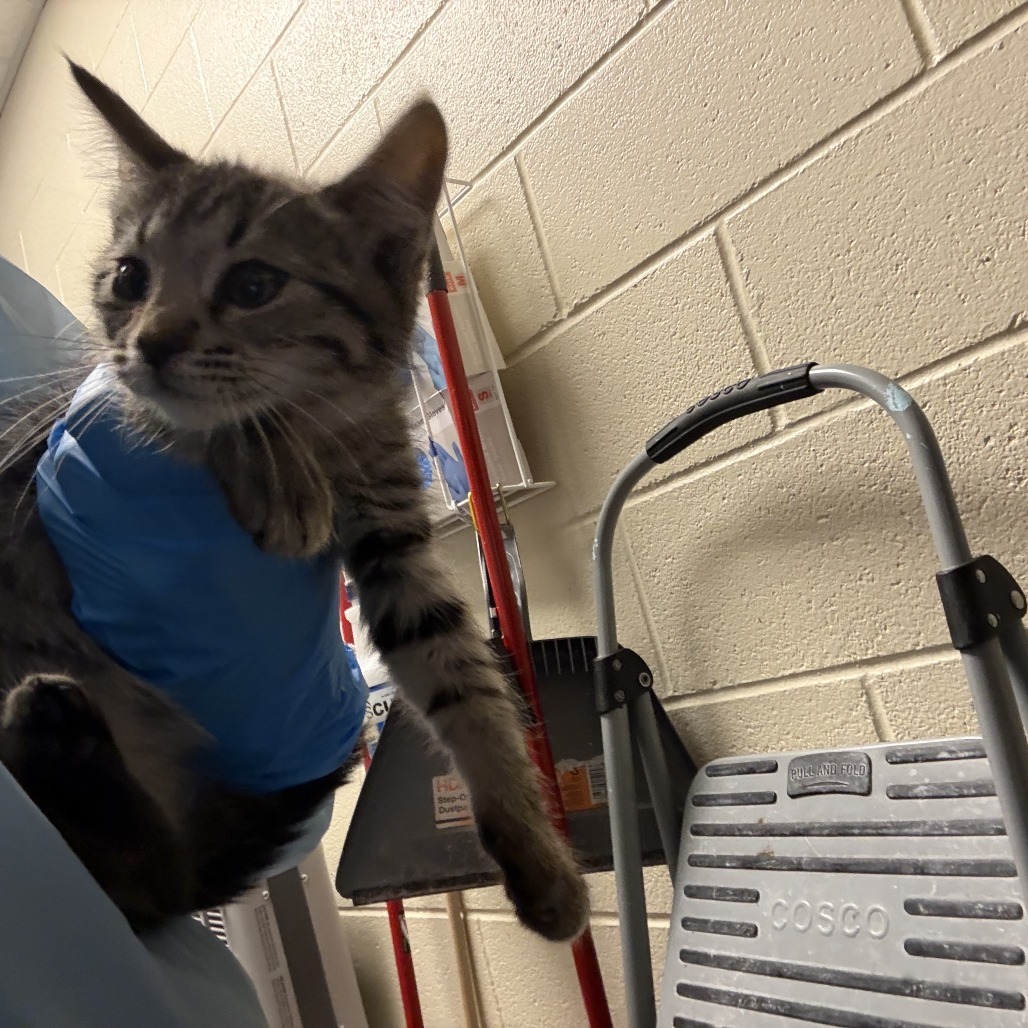 Ms. Puff, an adoptable Domestic Short Hair in Cheyenne, WY, 82007 | Photo Image 2