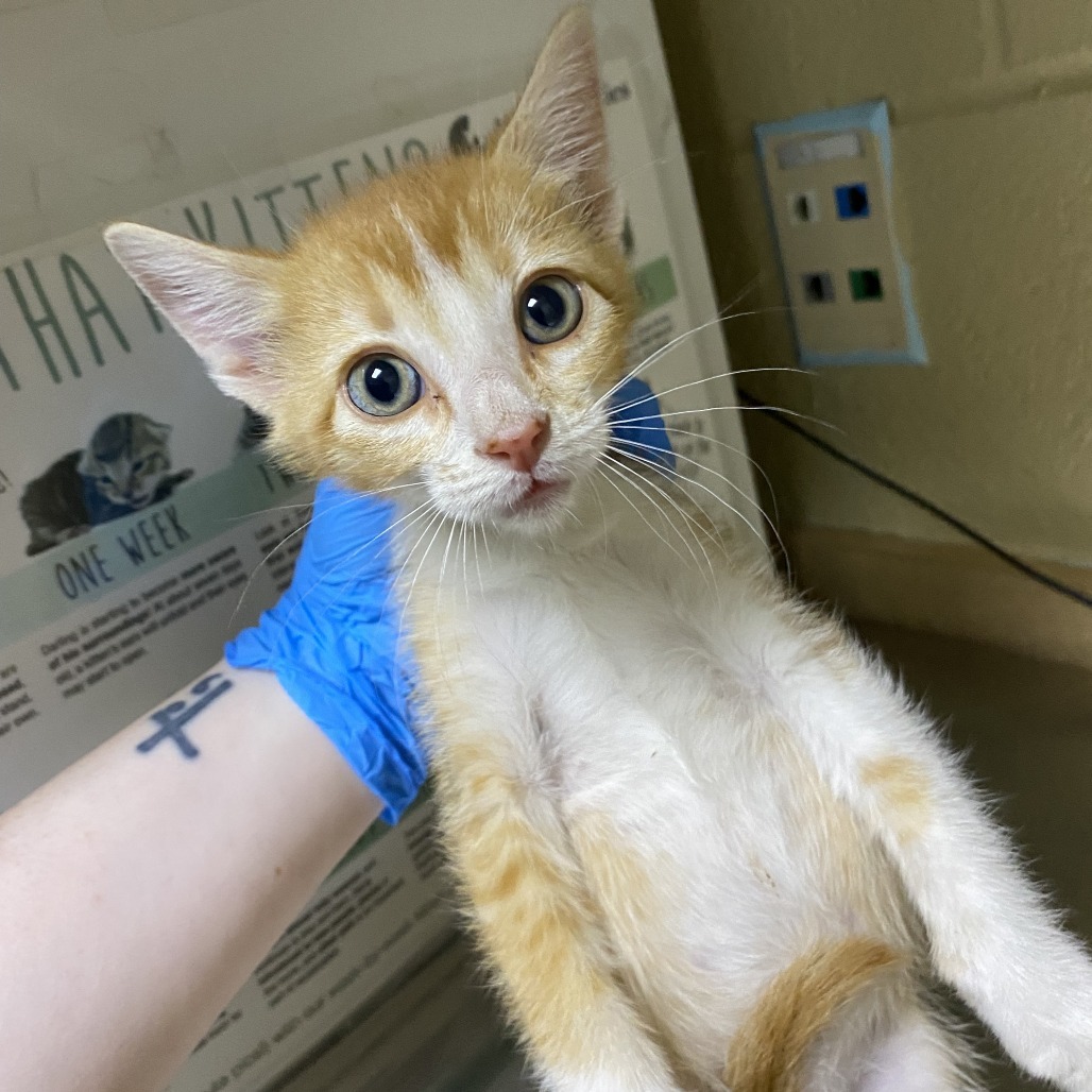 Uno, an adoptable Domestic Short Hair in Cheyenne, WY, 82007 | Photo Image 1