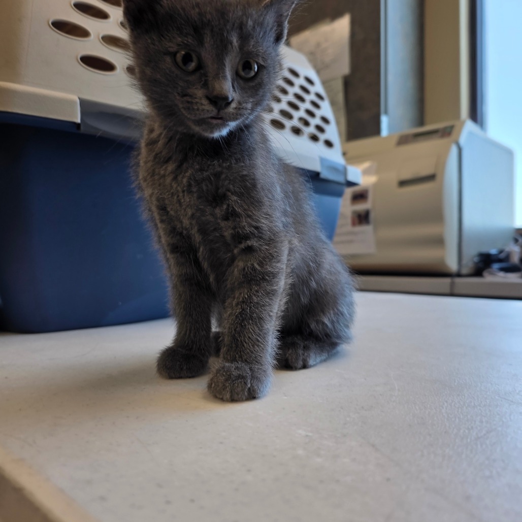 Fernand, an adoptable Domestic Short Hair in Cheyenne, WY, 82007 | Photo Image 1