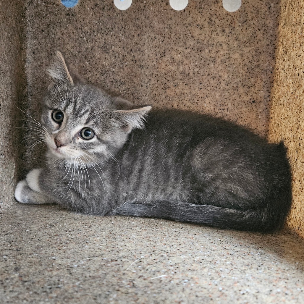Sally, an adoptable Domestic Short Hair in Cheyenne, WY, 82007 | Photo Image 1