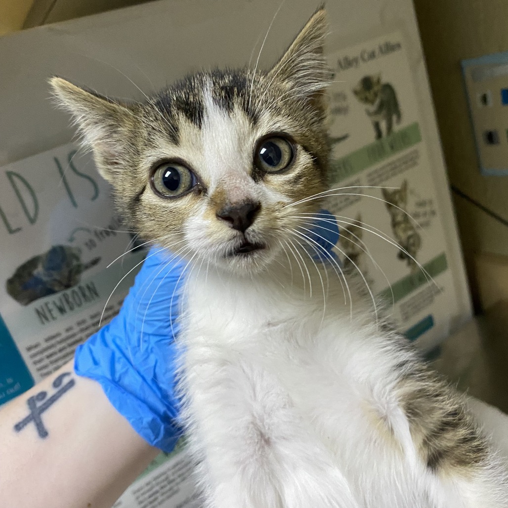 Candyland, an adoptable Domestic Short Hair in Cheyenne, WY, 82007 | Photo Image 1