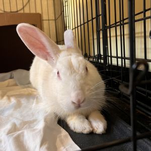 Twix, Adult Male unknown
