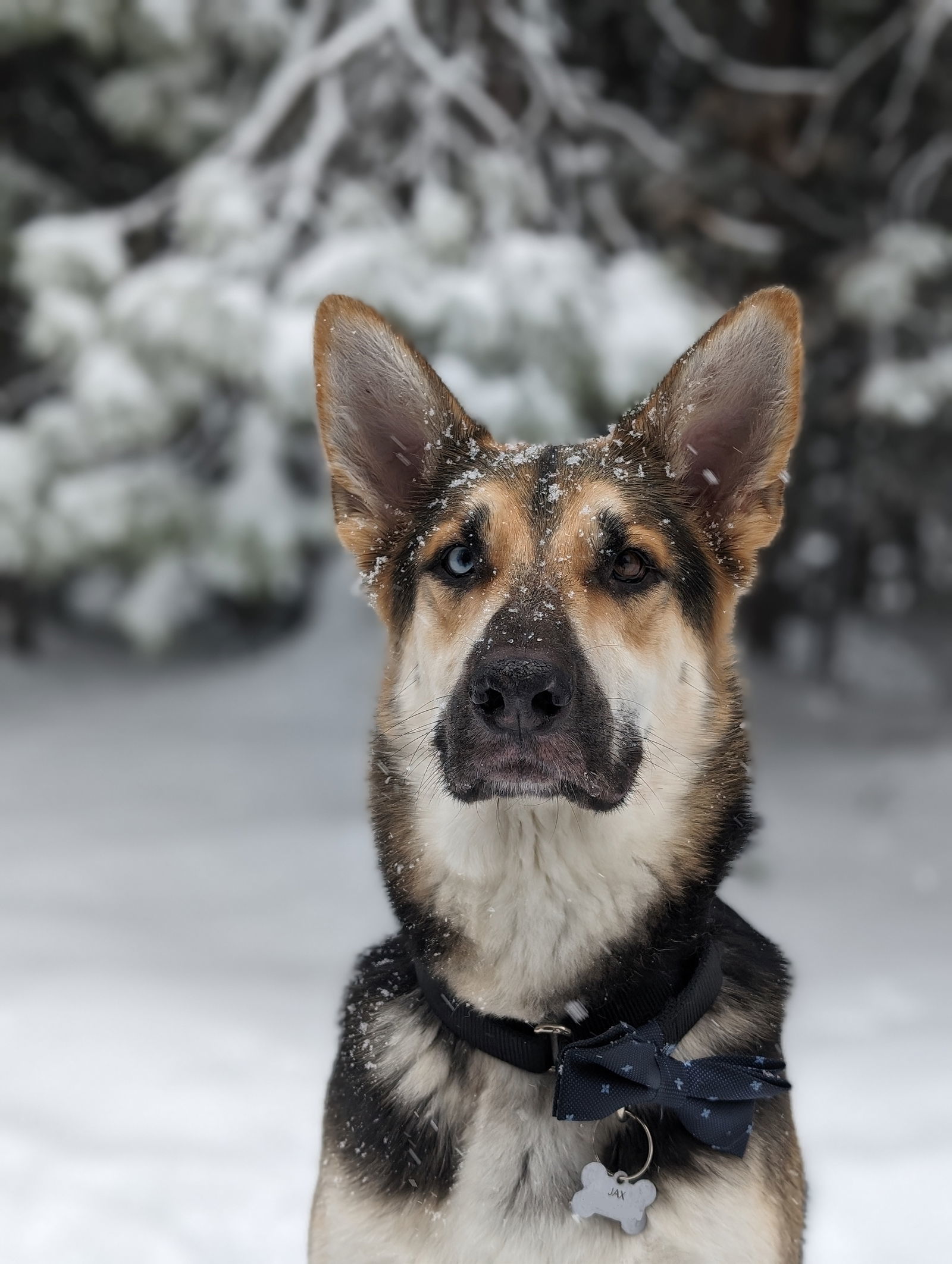 Jax